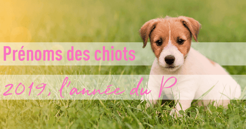 2019, L'année De La Lettre P