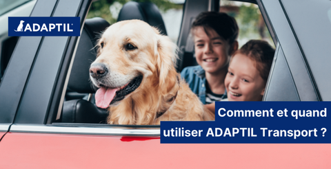 Comment utiliser ADAPTIL Transport pour mon chien ?