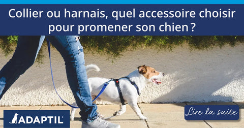 Collier ou harnais, quel accessoire choisir pour promener votre chien ?