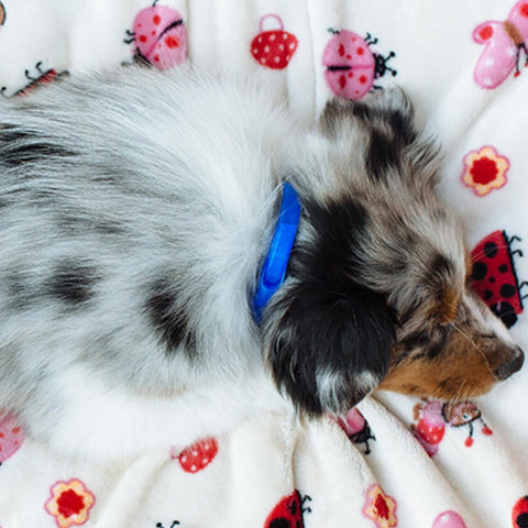 Êtes-Vous Prêt(e) A Accueillir Votre Chiot ?