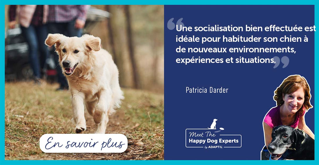 Conseils pour un chien stressé en voiture