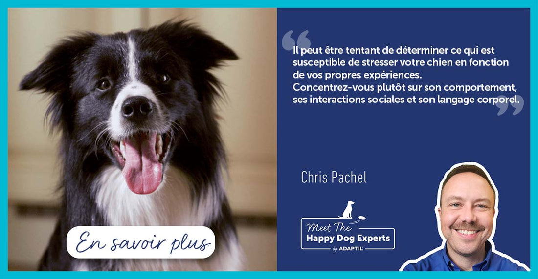 Aider votre chien lors d’une phase de transition stressante