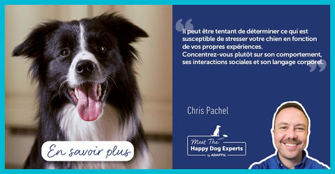 Aider votre chien lors d’une phase de transition stressante