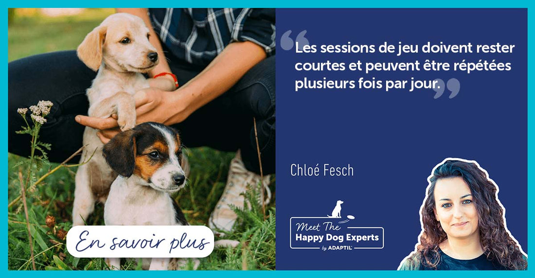 3 conseils pour bien débuter dans l’éducation de votre chiot