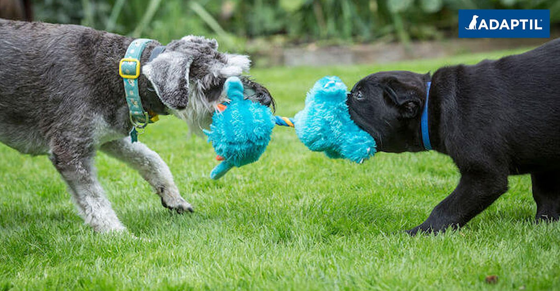 La Socialisation De Votre Chiot