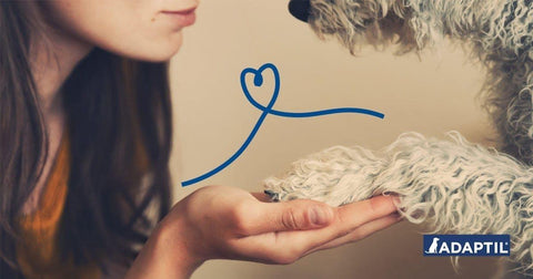 Votre chien : votre meilleur allié pendant le confinement