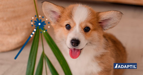 Comment éduquer son chiot malgré les consignes de confinement ?