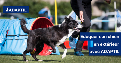 4 façons d’éduquer votre chien en extérieur avec ADAPTIL