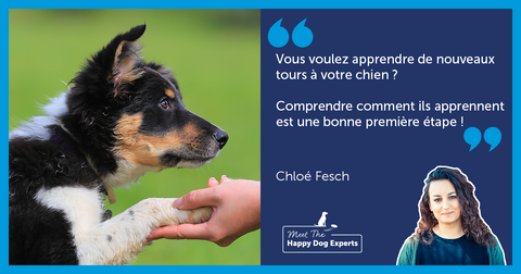 Comprendre comment les chiens apprennent
