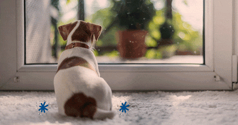 Combien de temps faut-il pour apprendre la propreté à un chiot ?