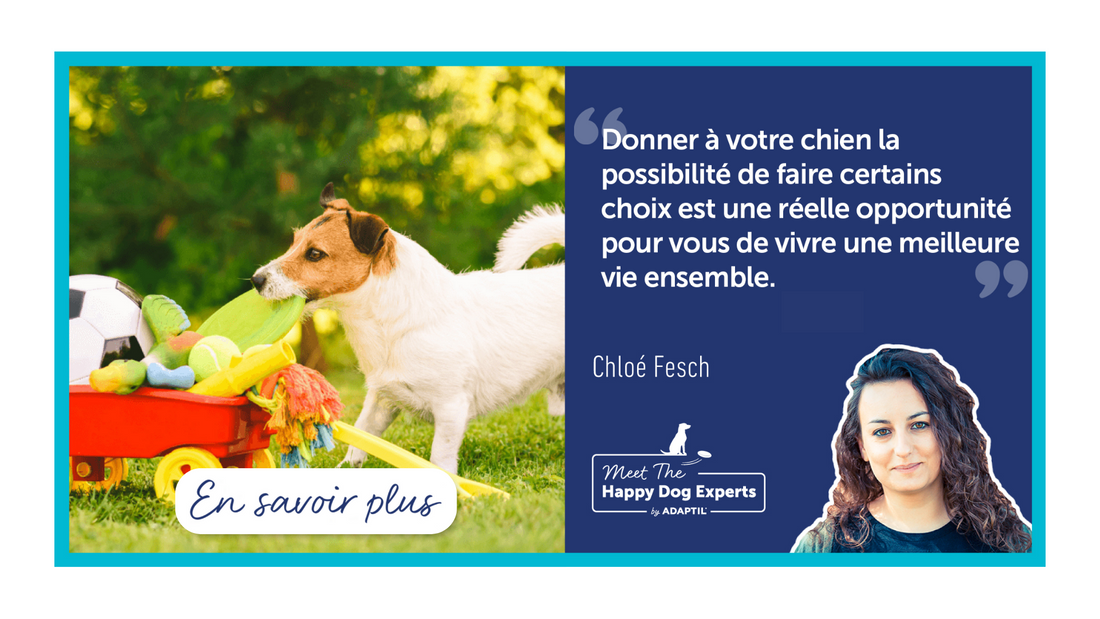 Laisser le choix au chien est essentiel pour une éducation réussie