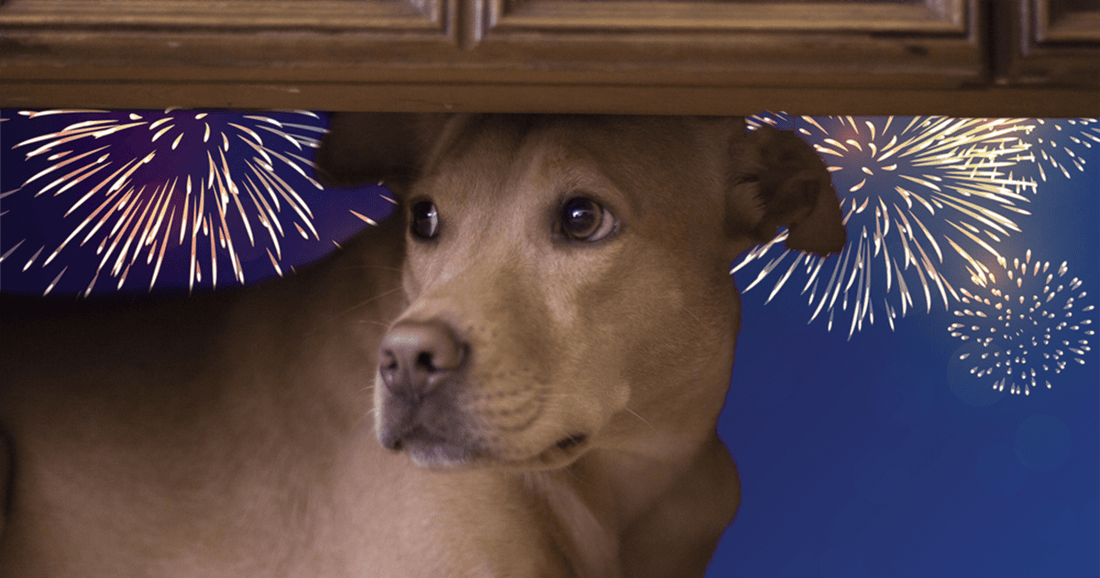 Mon Chien A Peur Des Feux D'Artifices et Pétards, Comment Le Calmer ?