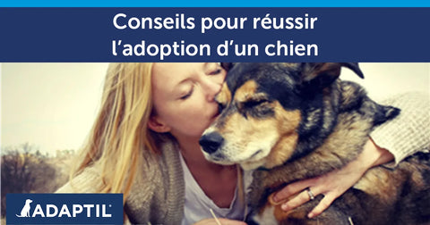 Adopter un chien adulte : conseils pour réussir l'adoption