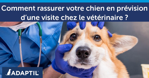 Comment rassurer son chien avant une visite chez le vétérinaire ?