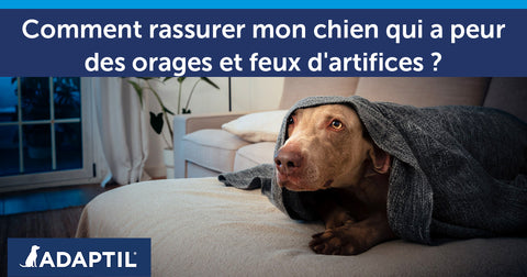 Comment rassurer mon chien qui a peur des orages et feux d'artifices ?