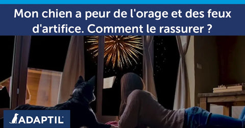 Mon chien a peur de l'orage et des feux d'artifice