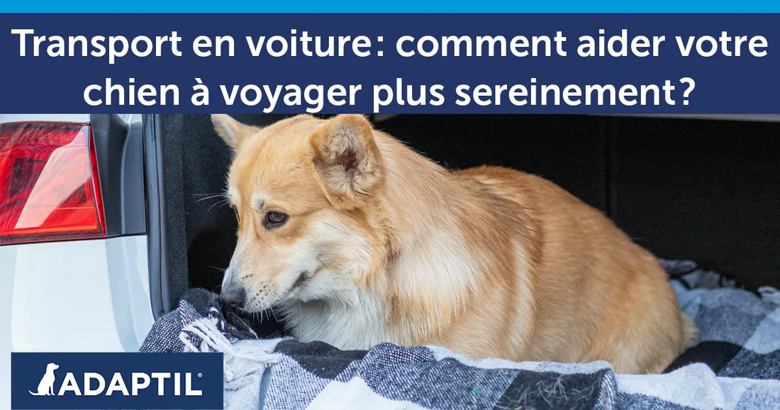 Transporter un chien en voiture: comment l'aider à voyager plus sereinement ?