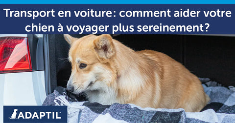 Transporter un chien en voiture: comment l'aider à voyager plus sereinement ?