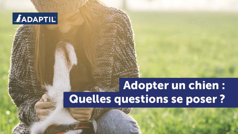 Considérations et conseils pour adopter un chien