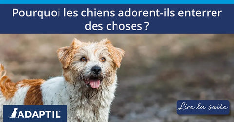 Pourquoi les chiens adorent-ils enterrer des choses ?