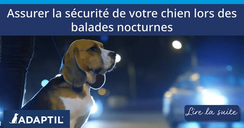 La sécurité de votre chien lors des balades nocturnes