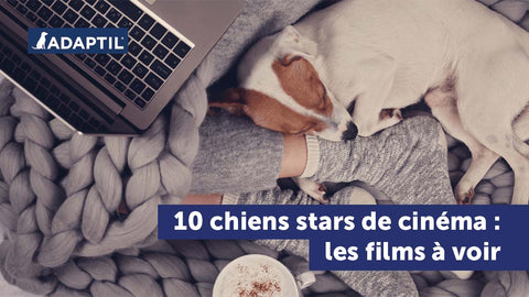 10 chiens stars de cinéma : les films à voir