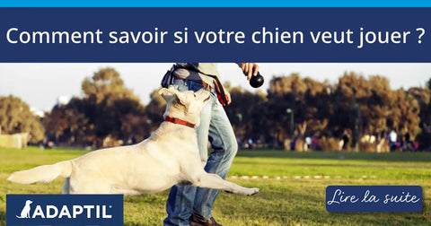 Comment savoir si votre chien veut jouer ?
