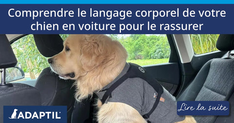 Comprendre le langage corporel de votre chien en voiture pour le rassurer
