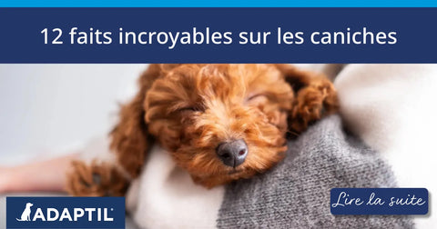 12 faits incroyables sur les caniches
