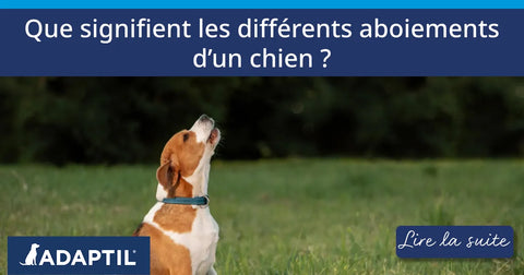 Que signifient les différents aboiements d’un chien ?