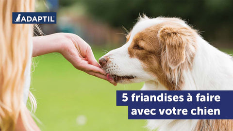 5 friandises pour chien à préparer pour fêter Pâques