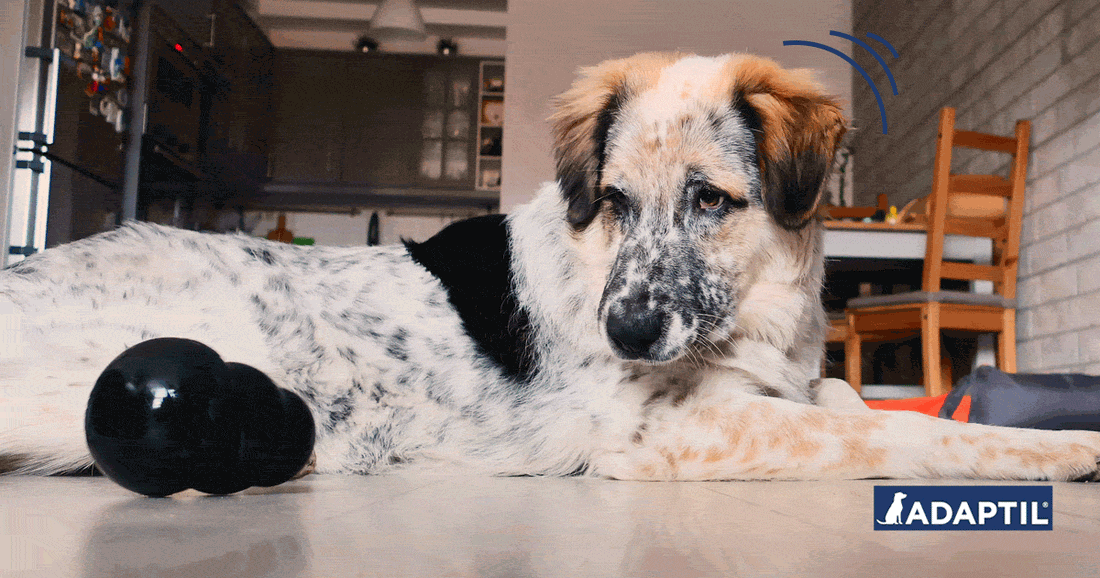 Comment diminuer les aboiements de votre chien pendant que vous télétravaillez