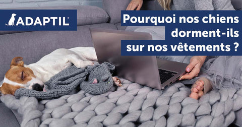 Point de vue de chien : pourquoi les chiens dorment sur nos vêtements ?