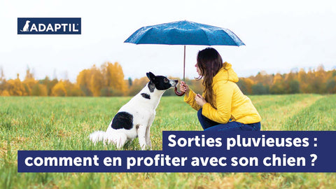 12 conseils pour une sortie pluvieuse qui saura ravir votre chien
