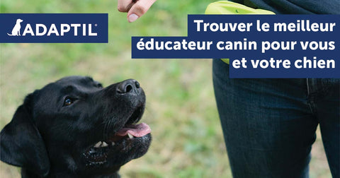 Trouver le meilleur éducateur canin pour vous et pour votre chien