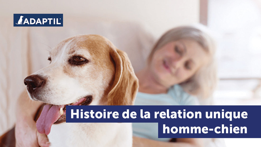 Histoire de la relation Homme-chien : le chien, meilleur ami de l'Homme