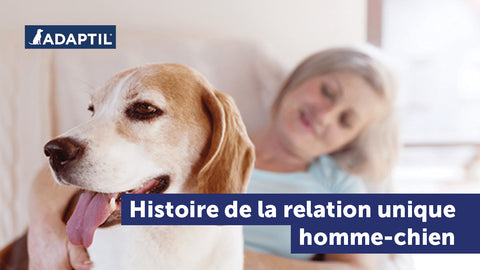 Histoire de la relation Homme-chien : le chien, meilleur ami de l'Homme