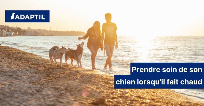 Comment prendre soin de votre chien en été lorsqu’il fait chaud ?