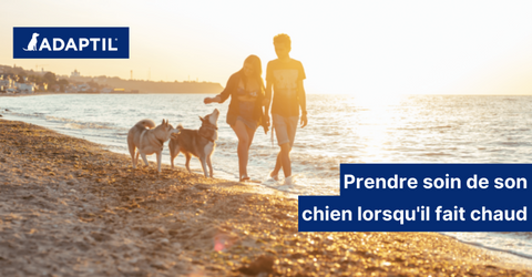 Comment prendre soin de votre chien en été lorsqu’il fait chaud ?