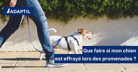 Mon chien est effrayé par des bruits lors des promenades, que faire ?