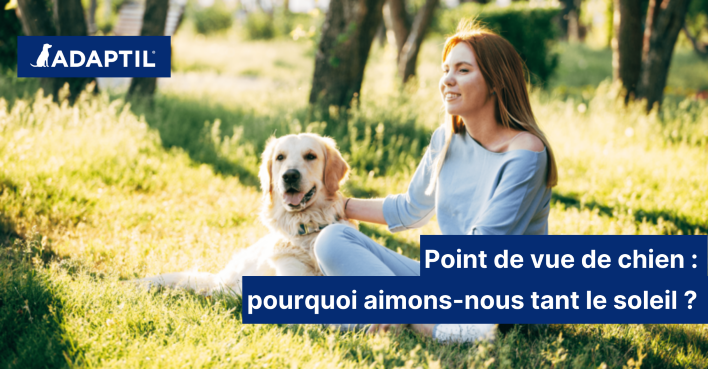 Point de vue de chien : pourquoi les chiens aiment tant le soleil ?