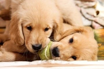 5 Manières Pour Les Chiots De Nous Montrer Leur Amour Au Quotidien