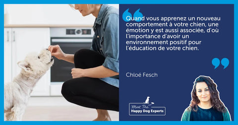 Comment créer l’environnement le plus favorable à l’éducation de votre chien ?