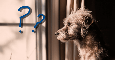 10 Conseils pour apprendre à son chien à rester seul