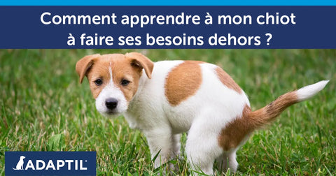 Comment apprendre à mon chiot à faire ses besoins dehors ?