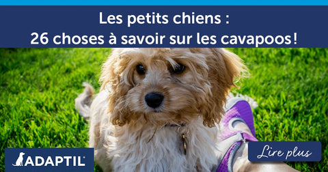 Les petits chiens – 26 choses à savoir sur les cavapoos !
