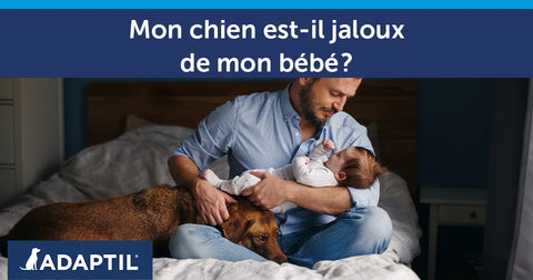 Mon chien est-il jaloux de mon bébé ?