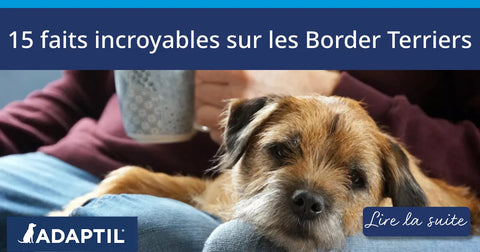 15 faits incroyables sur les Border Terriers