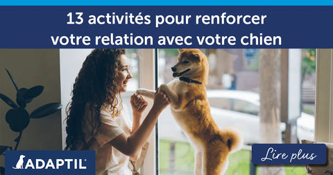 13 activités amusantes pour renforcer votre relation avec votre chien