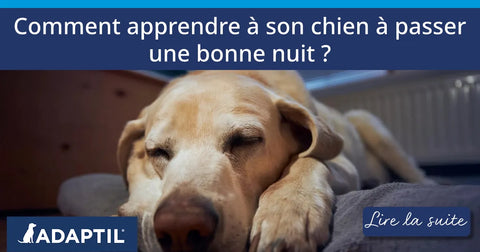 Comment apprendre à son chien à passer une bonne nuit ?